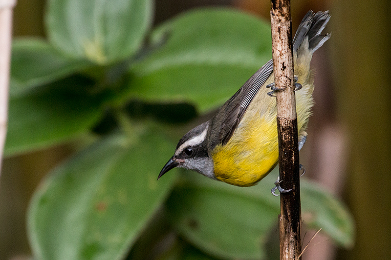 Bananaquit, Jonas’s Feeders, Folha Seca Road, Ubatuba, Brazil