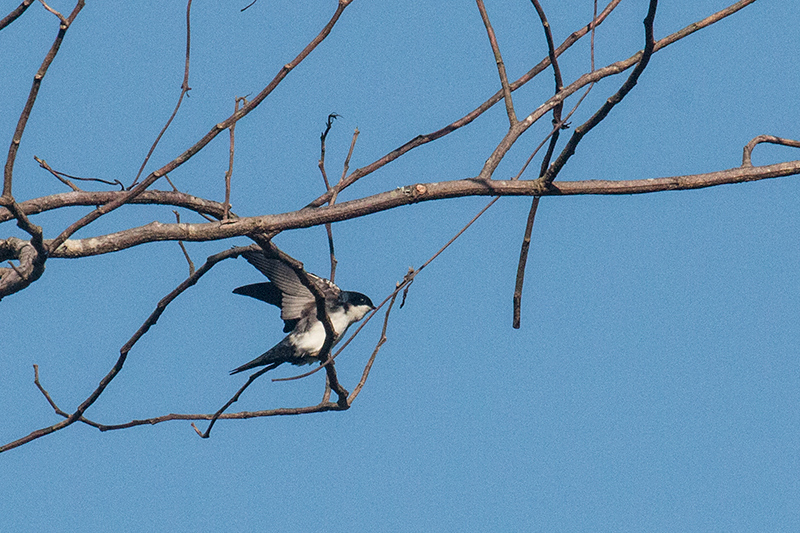 Blue-and-white Swallow, Angelim Rainforest, Brazil