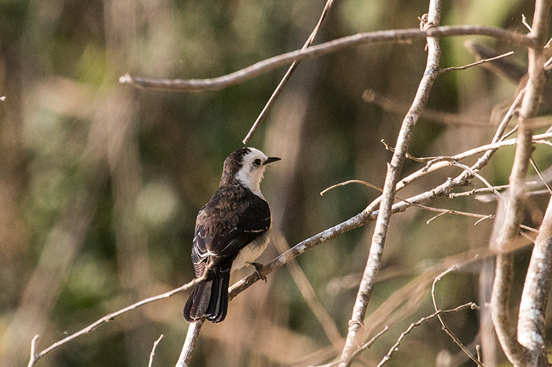 Black-backed Water-Tyrant, Cuiabá River, Porto Jofre, Brazil