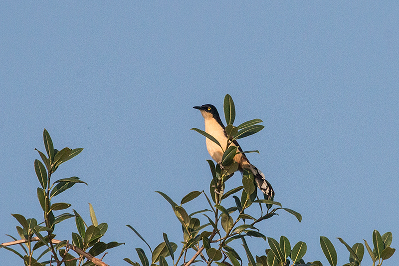 Black-capped Donacobius, Cuiabá River, Porto Jofre, Brazil