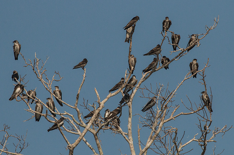 Brown-chested Martin, Rio Negro Oxbox, Porto Jofre, Brazil