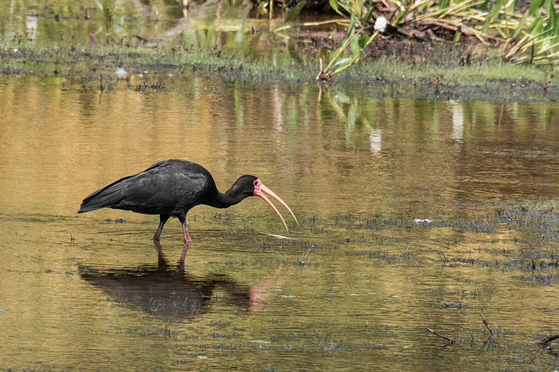 Bare-faced Ibis, Piuval Lodge, Brazil