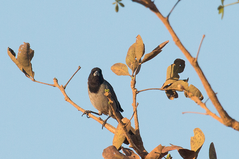 Black-faced Tanager, Įgua Fria Dirt Road, Brazil