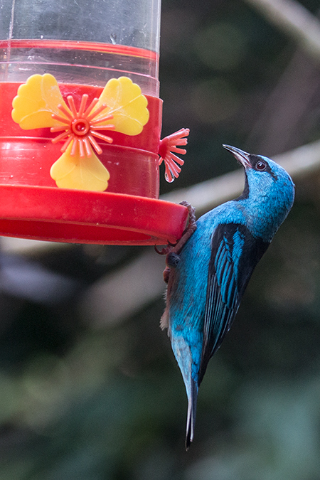 Blue Dacnis, Jardin de los Picaflores, Puerto Iguazú, Argentina
