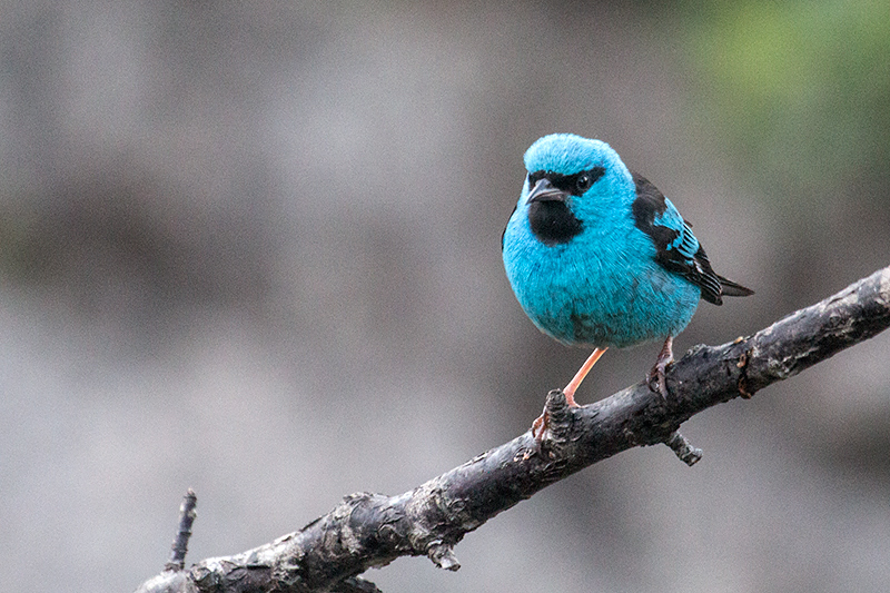 Blue Dacnis, Hotel do Ype Parque Nacional do Itatiaia, Brazil