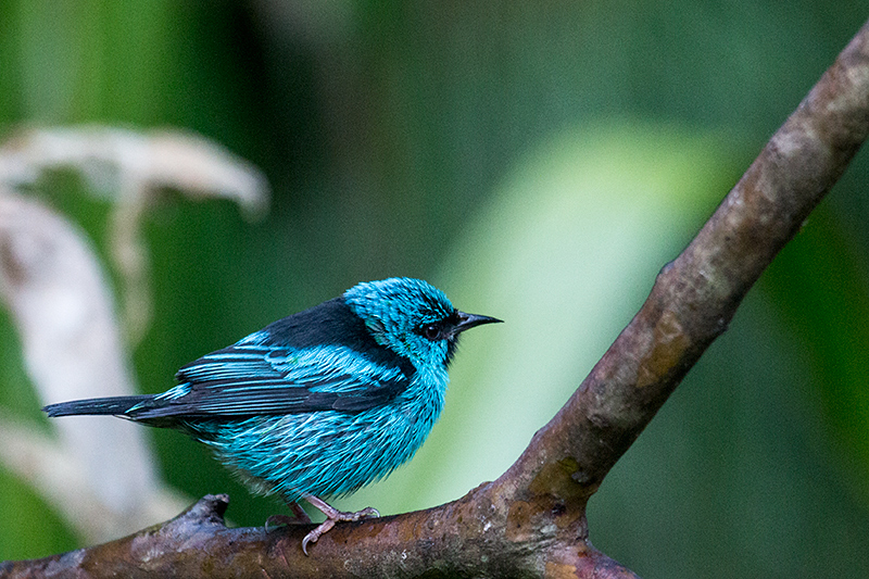 Blue Dacnis, Jonas’s Feeders, Folha Seca Road, Ubatuba, Brazil