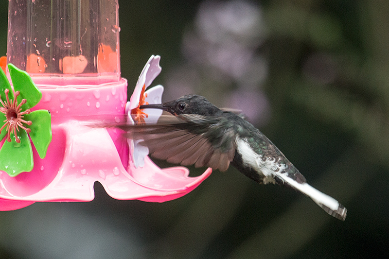 Immature Black Jacobin, Jardin de los Picaflores, Puerto Iguazú, Argentina