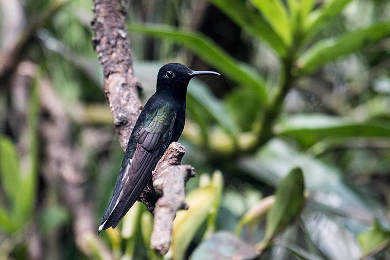 Black Jacobin, Jardin de los Picaflores, Puerto Iguazú, Argentina