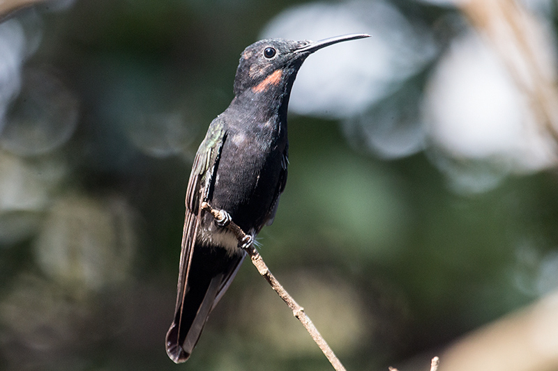 Immature Black Jacobin, Jardin de los Picaflores, Puerto Iguazú, Argentina