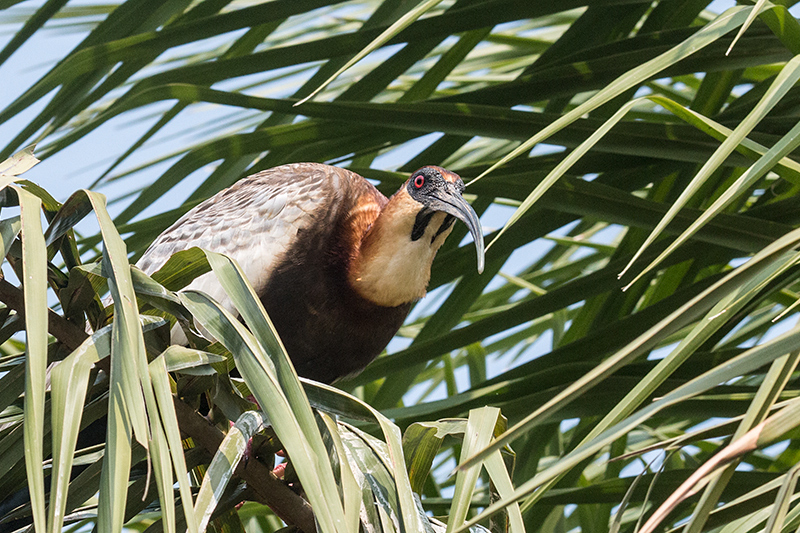 Buff-necked Ibis, Hotel Pantanal Norte, Porto Jofre, Brazil