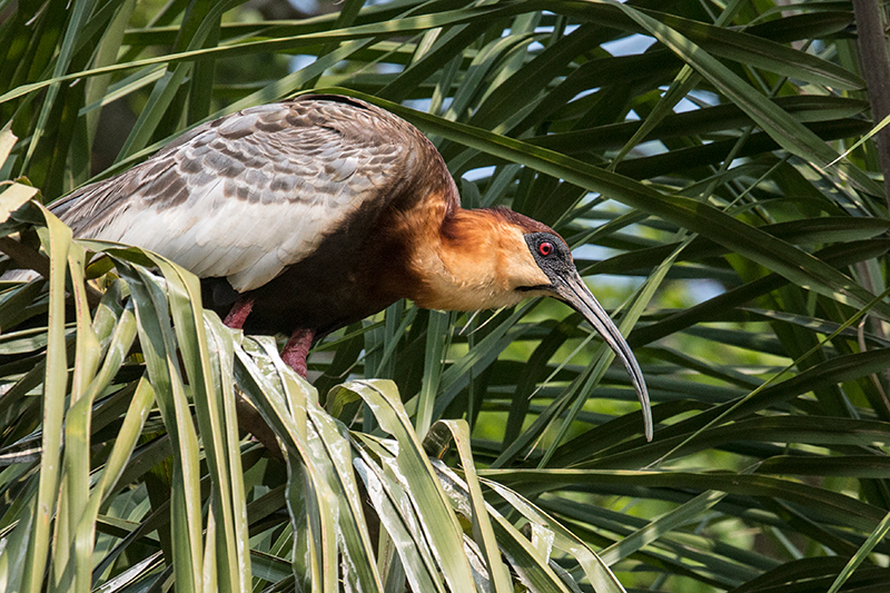 Buff-necked Ibis, Hotel Pantanal Norte, Porto Jofre, Brazil
