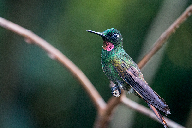 Male Brazilian Ruby, Jonas’s Feeders, Folha Seca Road, Ubatuba, Brazil