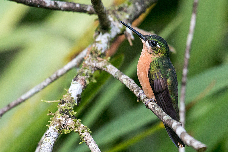 Female Brazilian Ruby, Jonas’s Feeders, Folha Seca Road, Ubatuba, Brazil