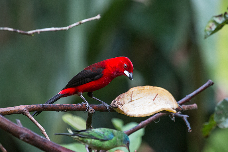 Brazilian Tanager, Jonas’s Feeders, Folha Seca Road, Ubatuba, Brazil