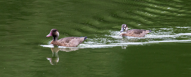 Brazilian Teal, en route São Paulo to Hotel do Ype, Parque Nacional do Itatiaia, Brazil