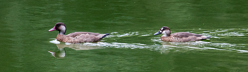 Brazilian Teal, en route São Paulo to Hotel do Ype, Parque Nacional do Itatiaia, Brazil