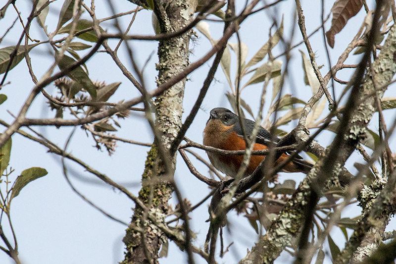 Buff-throated Warbling-Finch, Agulhas Negras Road, Parque Nacional do Itatiaia, Brazil