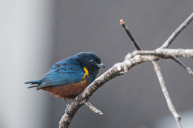 Chestnut-bellied Euphonia, Hotel do Ype, Parque Nacional do Itatiaia, Brazil
