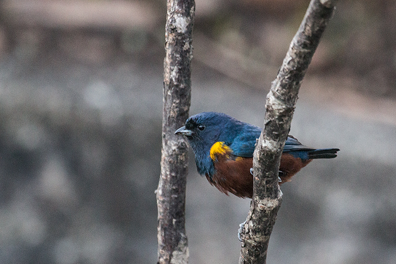 Chestnut-bellied Euphonia, Hotel do Ype, Parque Nacional do Itatiaia, Brazil