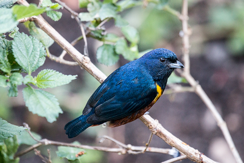 Chestnut-bellied Euphonia, Parque Nacional do Itatiaia, Brazil