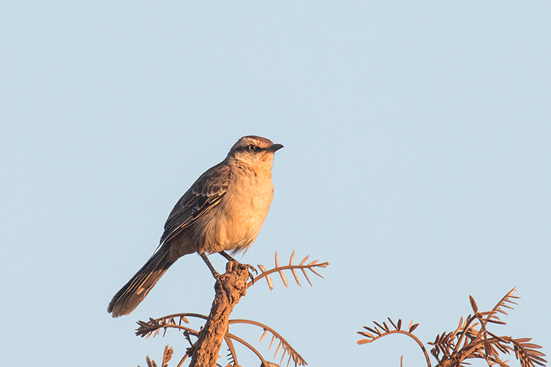Chalk-browed Mockingbird, Įgua Fria Dirt Road, Brazil