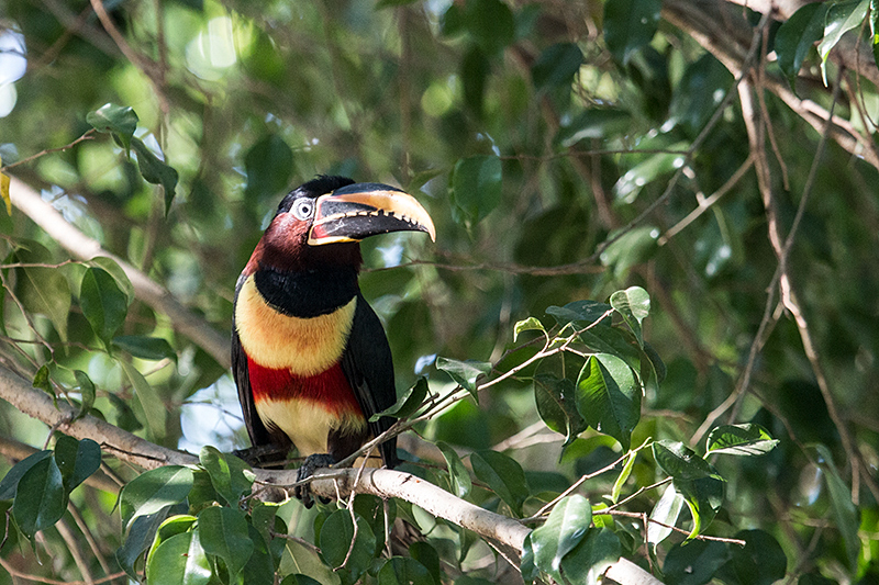 Chestnut-eared Aracari, Rest Stop, Transpantaneira Highway, Brazil