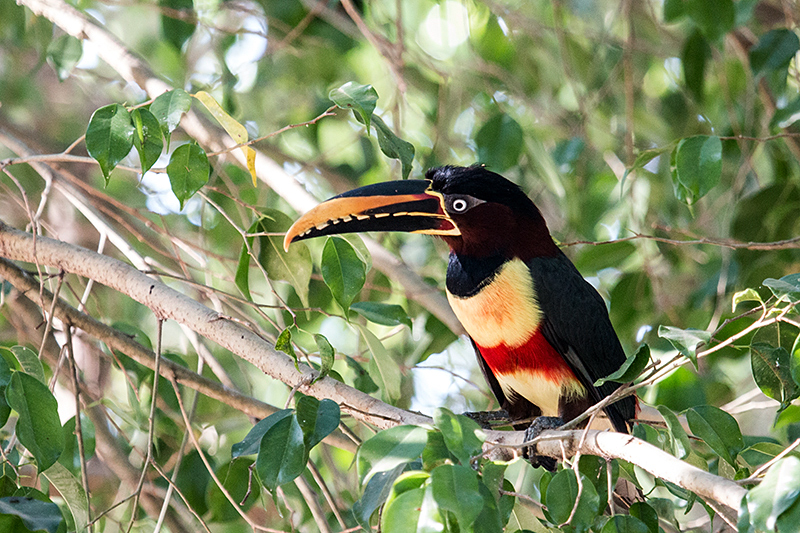 Chestnut-eared Aracari, Rest Stop, Transpantaneira Highway, Brazil