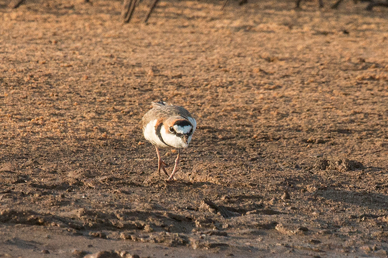 Collared Plover, Cuiabá River, Porto Jofre, Brazil