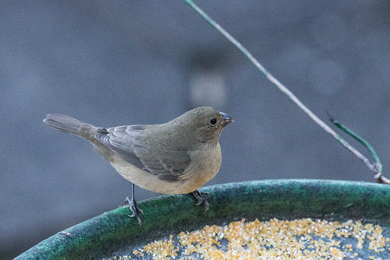 Female Double-collared Seedeater, Hotel do Ype, Parque Nacional do Itatiaia, Brazil