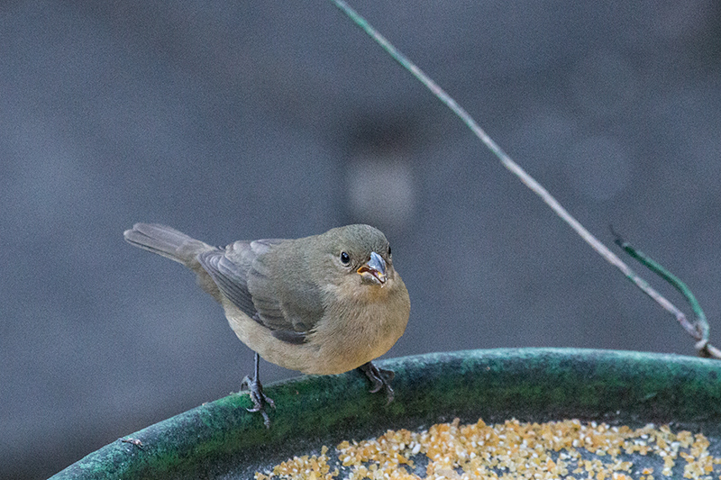 Female Double-collared Seedeater, Hotel do Ype, Parque Nacional do Itatiaia, Brazil