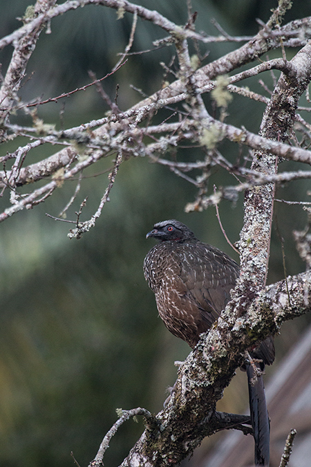 Dusky-legged Guan, Hotel do Ype, Parque Nacional do Itatiaia, Brazil