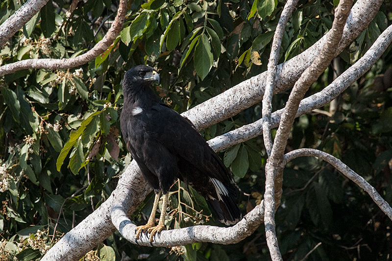 Great Black Hawk, Hotel Pantanal Norte, Porto Jofre, Brazil