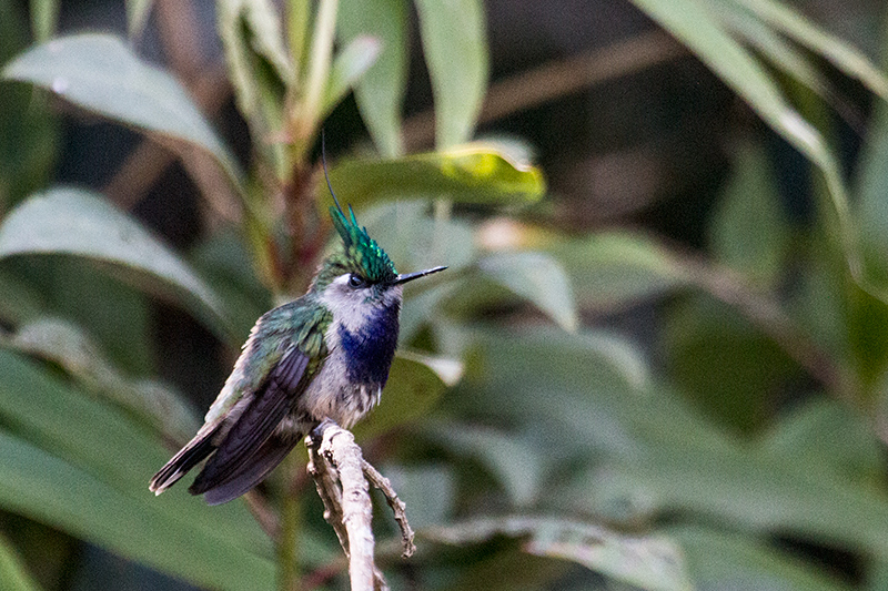 Green-crowned Plovercrest, Agulhas Negras Road, Parque Nacional do Itatiaia, Brazil