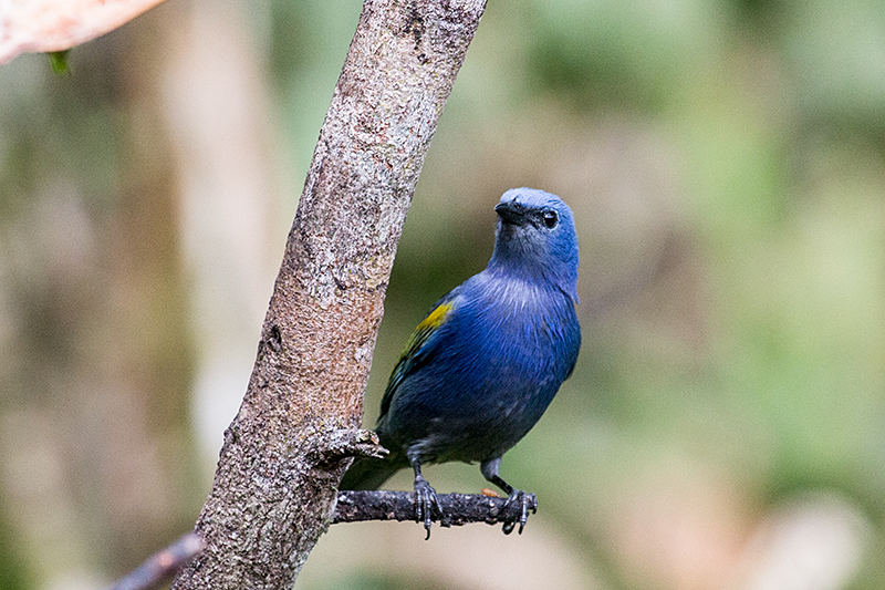 Golden-chevroned Tanager, Jonas’s Feeders, Folha Seca Road, Ubatuba, Brazil