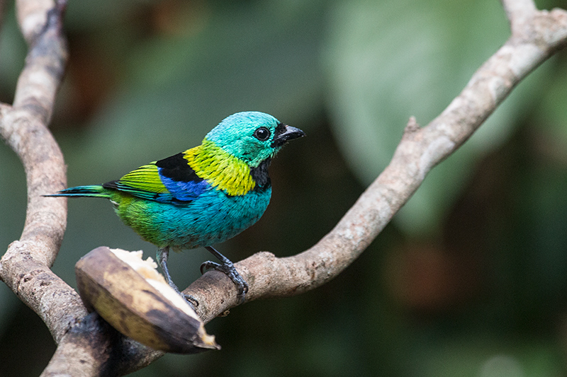 Green-headed Tanager, Jardin de los Picaflores, Puerto Iguazú, Argentina