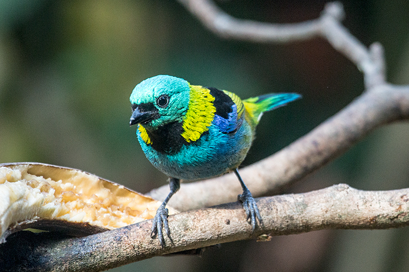 Green-headed Tanager, Jardin de los Picaflores, Puerto Iguazú, Argentina