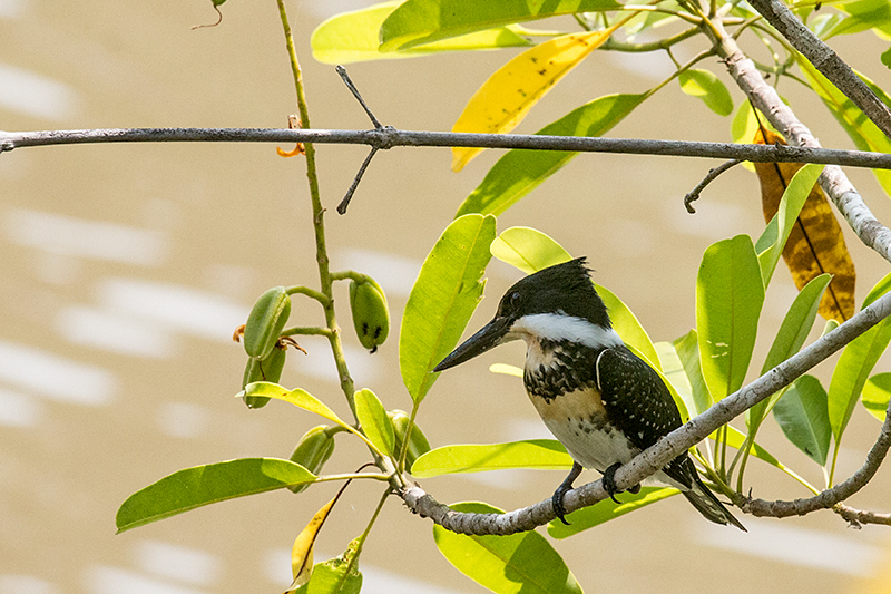 Green Kingfisher, Pixiam River, Brazil