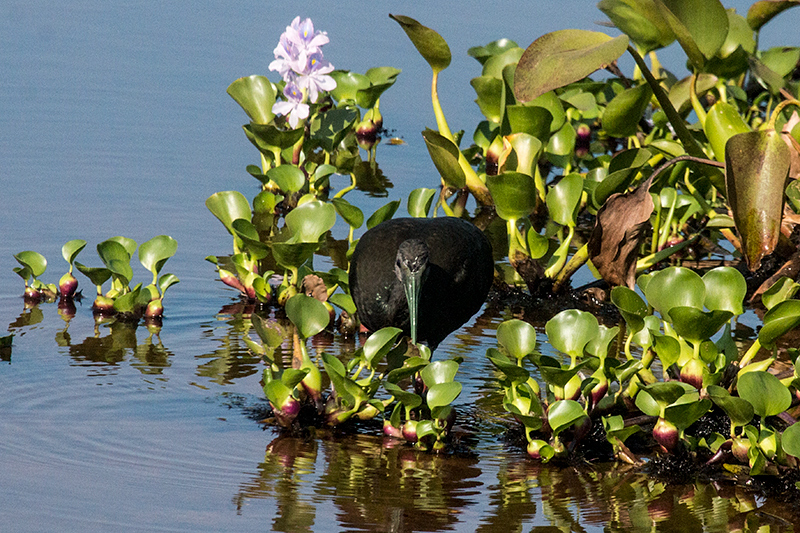 Green Ibis, Transpantaneira Highway, Brazil