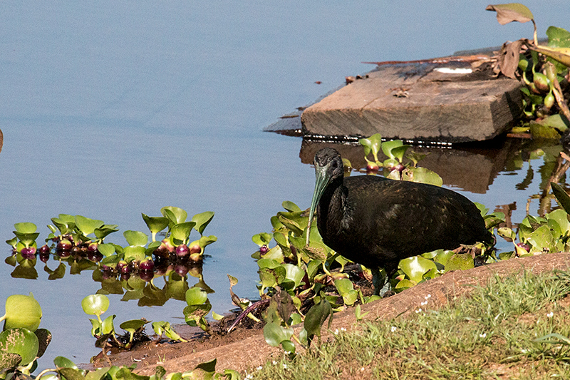 Green Ibis, Transpantaneira Highway, Brazil