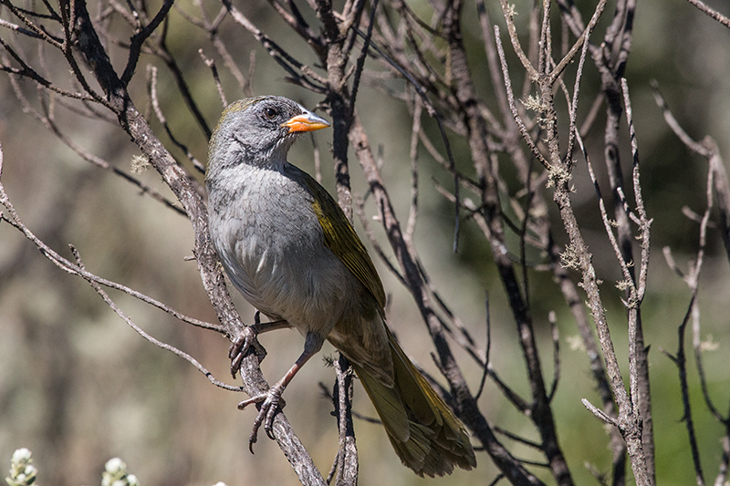 Great Pampa-Finch, Agulhas Negras Road, Parque Nacional do Itatiaia, Brazil