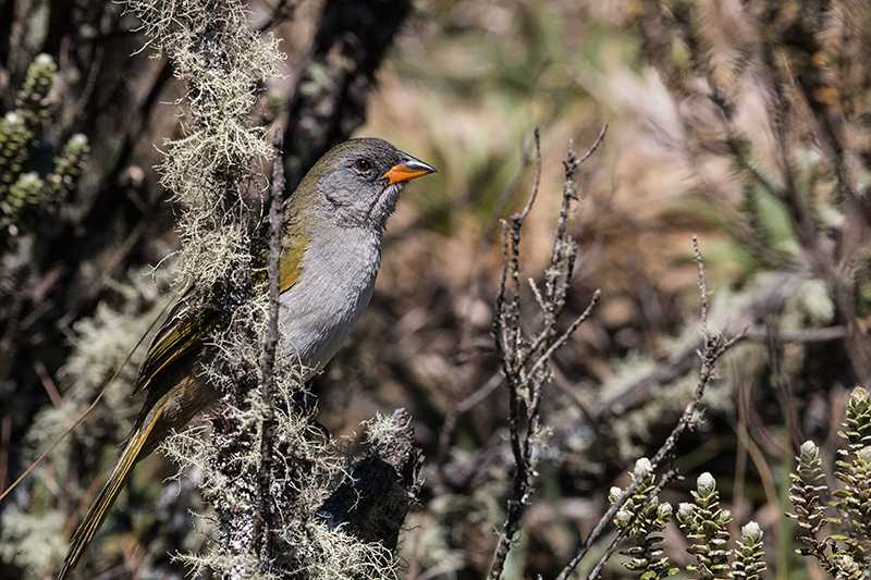 Great Pampa-Finch, Agulhas Negras Road, Parque Nacional do Itatiaia, Brazil
