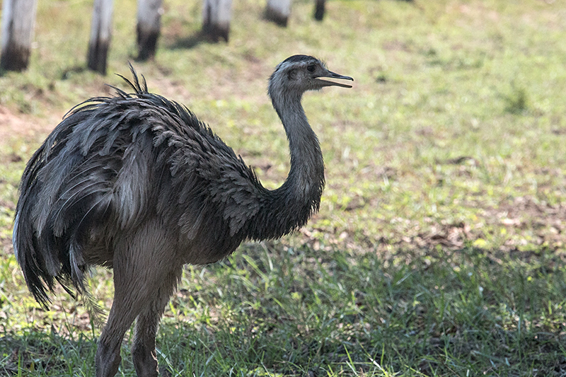 Greater Rhea, Piuval Lodge, Brazil