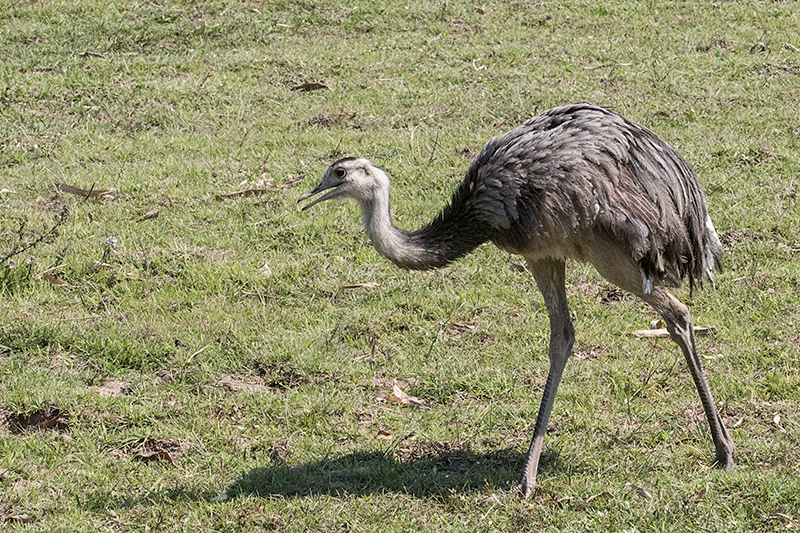 Greater Rhea, Piuval Lodge, Brazil