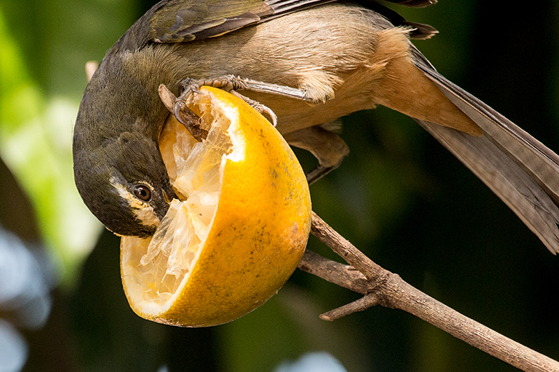 Grayish Saltator, Pantanal Mato Grosso Lodge, Brazil