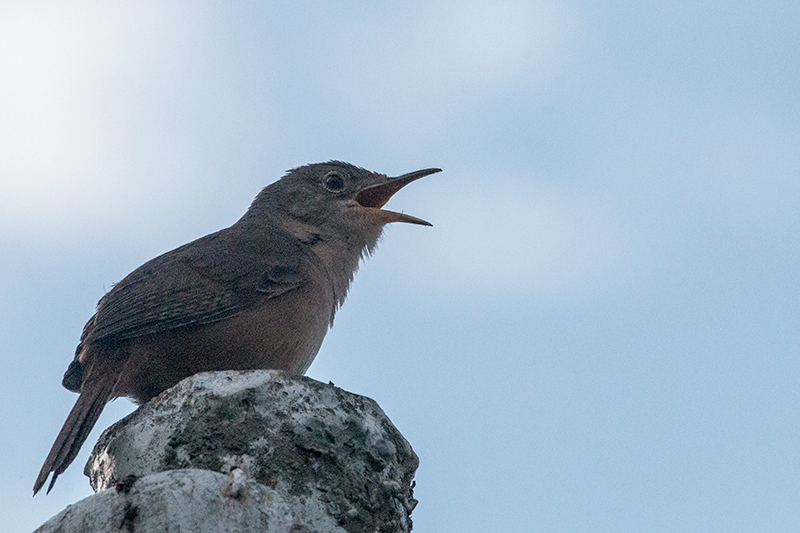 House Wren, Hotel do Ype, Parque Nacional do Itatiaia, Brazil