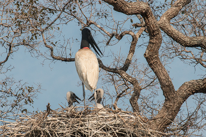 Nesting Jabiru, Pantanal Mato Grosso Lodge, Brazil
