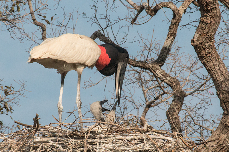 Nesting Jabiru, Pantanal Mato Grosso Lodge, Brazil