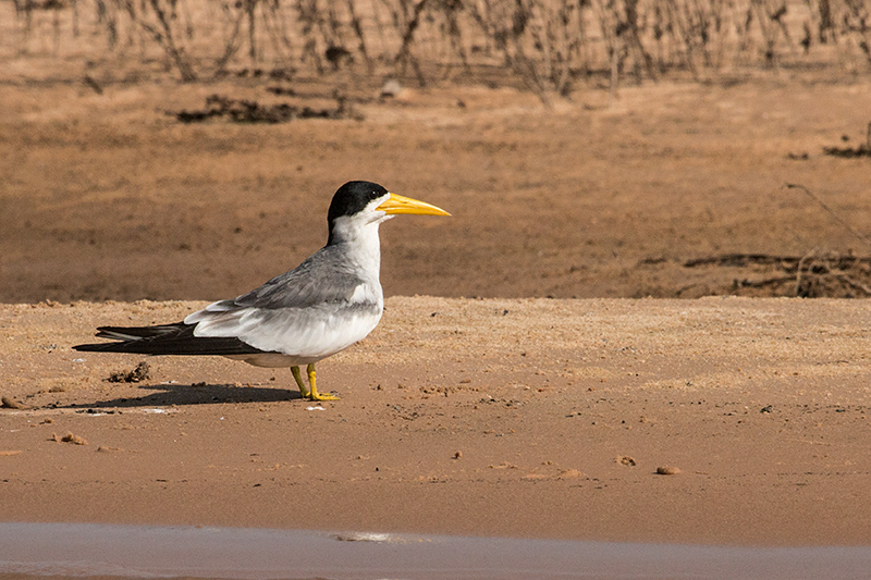 Large-billed Tern, Cuiabá River, Porto Jofre, Brazil