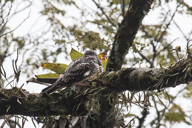 Lesser Nighthawk, Ubatuba, Brazil