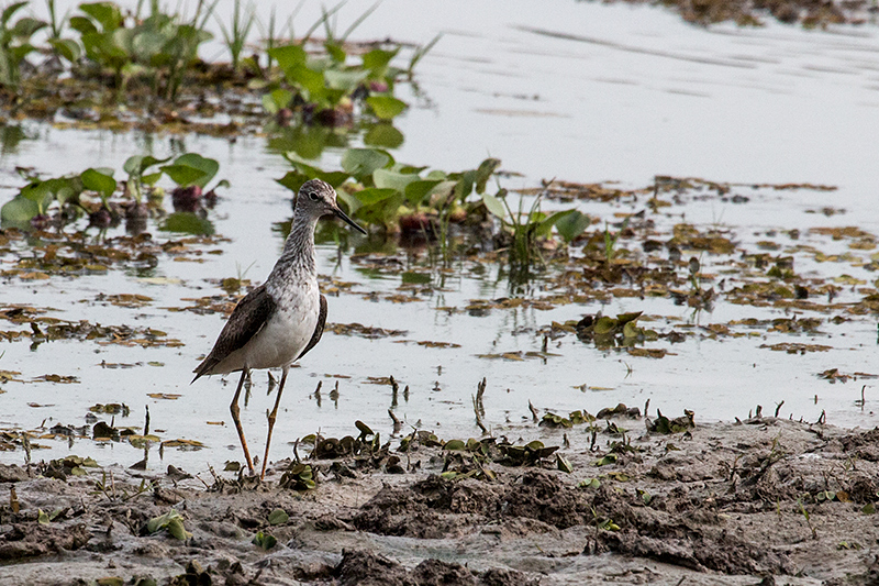 Lesser Yellowlegs, Hotel Pantanal Norte, Porto Jofre, Brazil